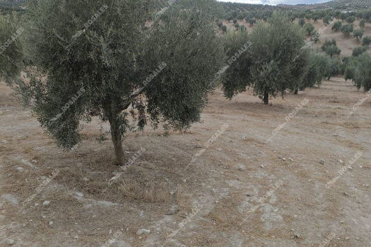 OLIVAR DE 2 FANEGAS A UN PIE